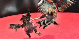 Bí Quyết Thắng Lớn Cách Chơi Đá Gà Sabong Tại Alo789 Siêu Hấp Dẫn 3 Bí Quyết Thắng Lớn Cách Chơi Đá Gà Sabong Tại Alo789 Siêu Hấp Dẫn