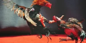 Bí Quyết Thống Trị Cách Chơi Đá Gà WS168 Tại Alo789 Đỉnh Cao 1 Bí Quyết Thống Trị Cách Chơi Đá Gà WS168 Tại Alo789 Đỉnh Cao